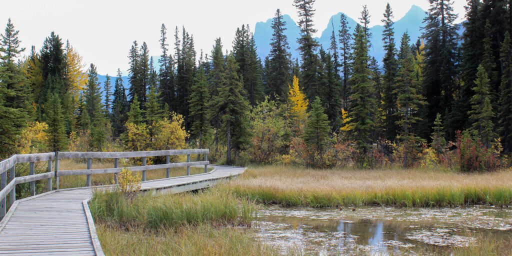 A long wooden path traverses across a pond with small islands of long grass and greenery, with evergreen trees in the background and the blue peaks of mountains just behind on a sunny day, a walking trail near Origin at Spring Creek.
